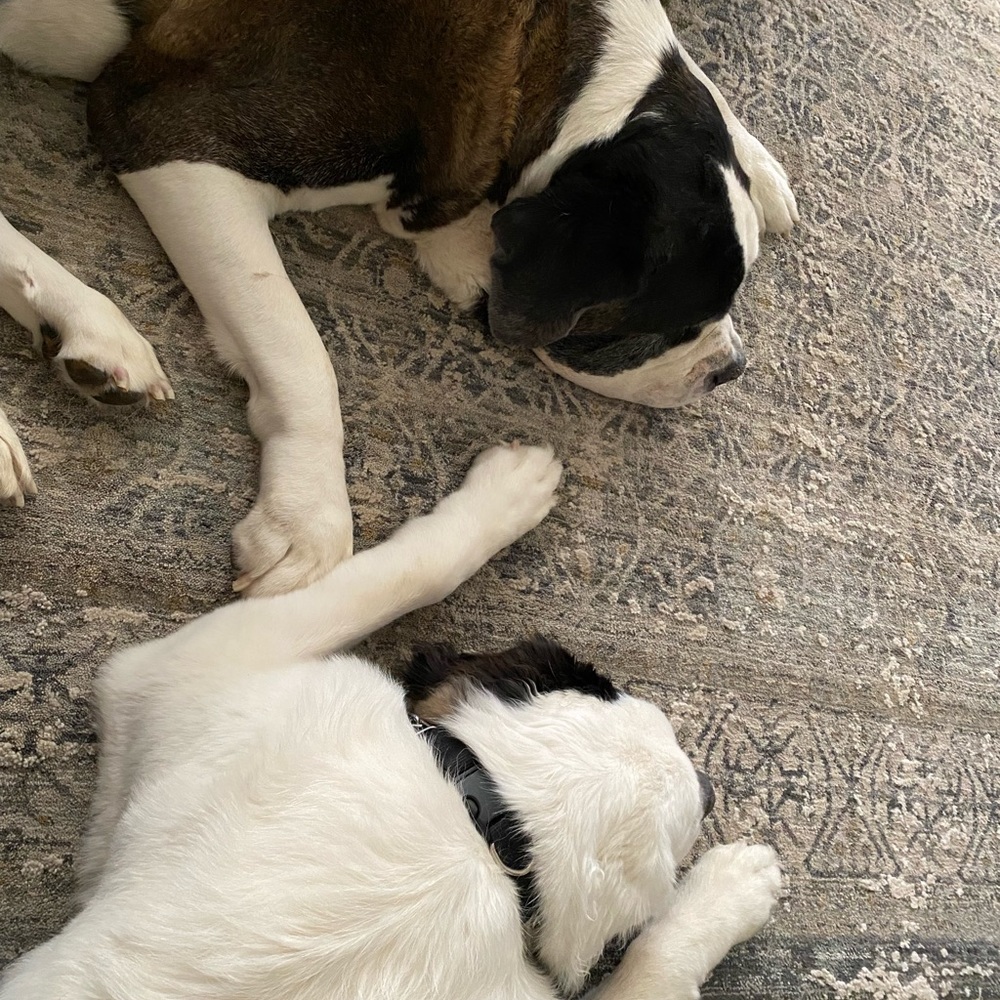 Meet your Posher, Debbie